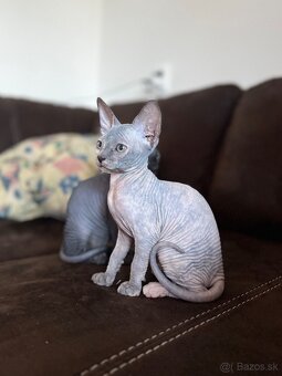 Sphynx mačička bez PP - 2