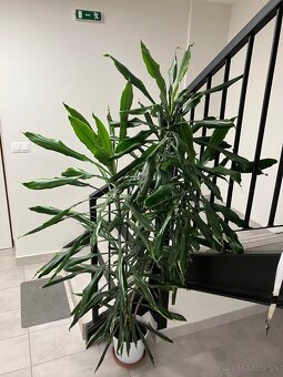 Dracena fragrans - 2