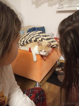 Darujem kocúrika - 2