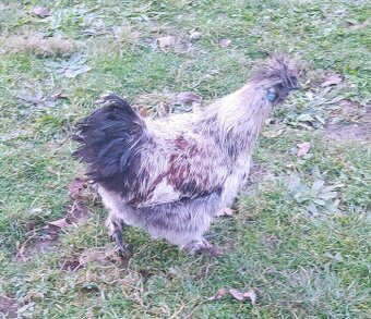 Slnečnica, kohúty hodvábničky - 2