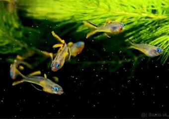 Predam Pseudomugil furcatus - Duhovka Vidlochvosta - 2