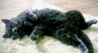 Britsky kocur krytie - 2