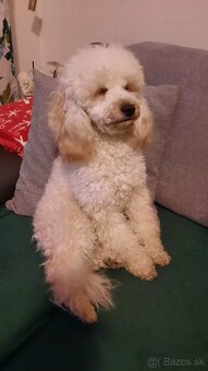 Pudel - 2