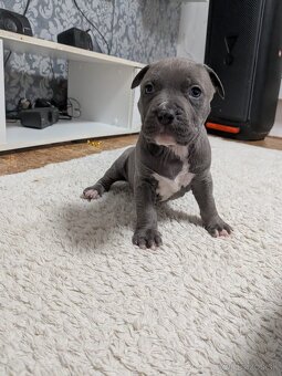 Americký stafordsirsky terier - 2