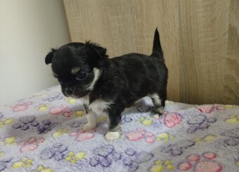 Čivava mini sučka dlhosrsta - 2