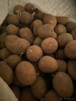 Sadbové zemiaky - 2