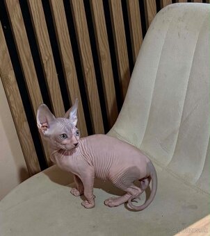 Don sphynx - 2
