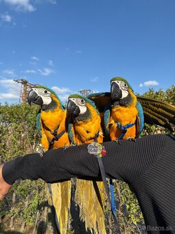 Ara Ararauna - 2