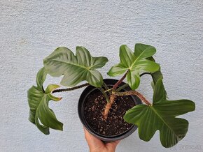 Philodendron squamiferum - 2