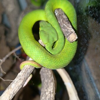 1.1 Trimeresurus albolabris cb24 - 2