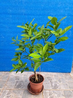 Citrus calamondin odroda Oriana - 2