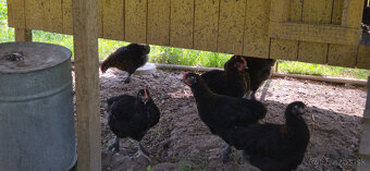 Kohút Marans Medenokrký - 2