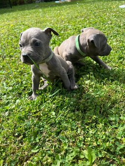 Americký stafordšírsky teriér - Amstaff - 2