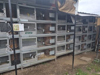 Voliéry..Klietky.Zajačník - 2