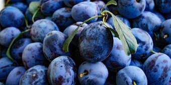 Predám slivky na kvas - 2