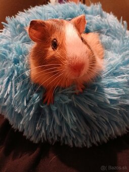 Morské prasiatko - 2