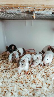 Prebytok myši a potkanov - 2