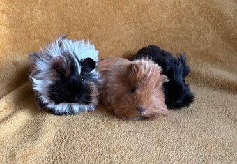 Dlhosrsté morčatá - 2