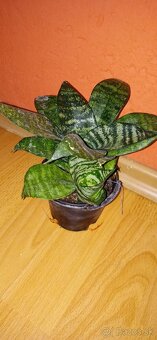 svokrin jazyk mini- (Sansevieria trifasciata 'Hahnii' mini - 2