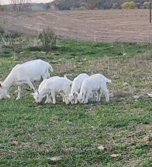 Marcový capkovia - 2