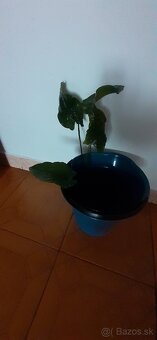 Anubias - 2