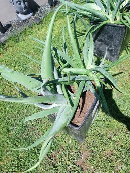 Aloe Vera prave liečivé - 2