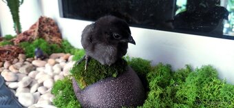 Ayam cemani kuriatka - 2