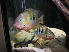 Thorichthys panchovillai F2 Rio Junapan - 2