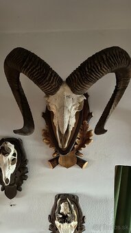 Predaj muflónov - 2