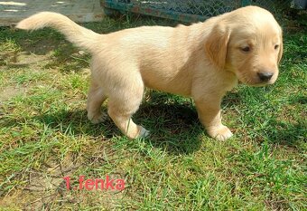 Šteniatka labrador/zlatý retriever - 2