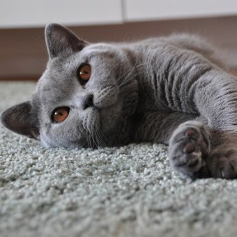 Mačiatka britskej krátkosrstej mačky - 2