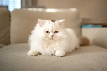 Britské mačiatka/kocúrik/ , mačiatko - 2