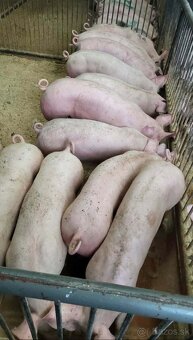 Ponúkam na predaj prasatá - 2