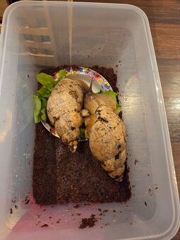 Africký slimák Achatina – mláďatá na rezerváciu 🐌 - 2