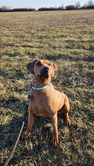 Zháňam psa na krytie - 2