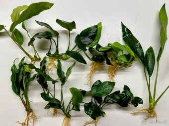 Anubias mix - 2