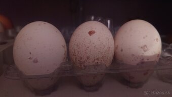 Násadové vajička morka bronzová - 2