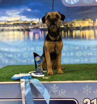 BORDER TERRIER / TERIER - 2