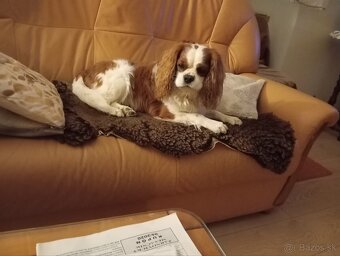 Cavalier na krytie - 2