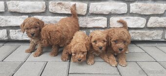 pudel,pudlik,poodle trpaslici - 2