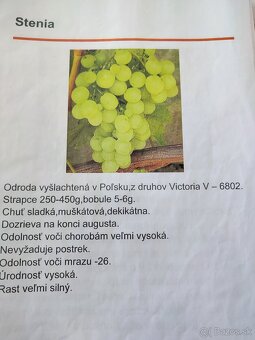 Predám sadenice viniča - 2