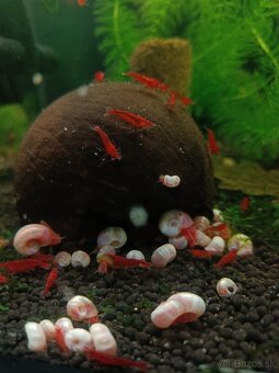 Krevetky neocaridina - Bloody Mary - 2