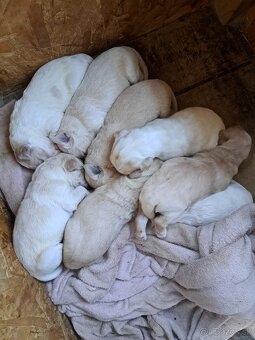 Šteniatka Zlatý Retriever - 2