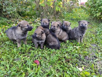 Československý vlčiak - 2