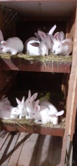 Predam mlade kraliky Hila - 2