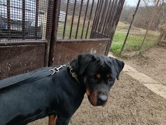 Rotvajler - sučka - 2