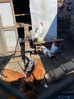 Kohuty bielefeldka a hamburčanka - 2