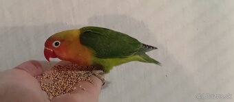 Predam agapornisy - 2