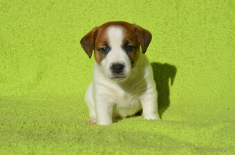 Jack russell teriér - 2