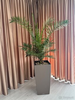 Palma - 2
